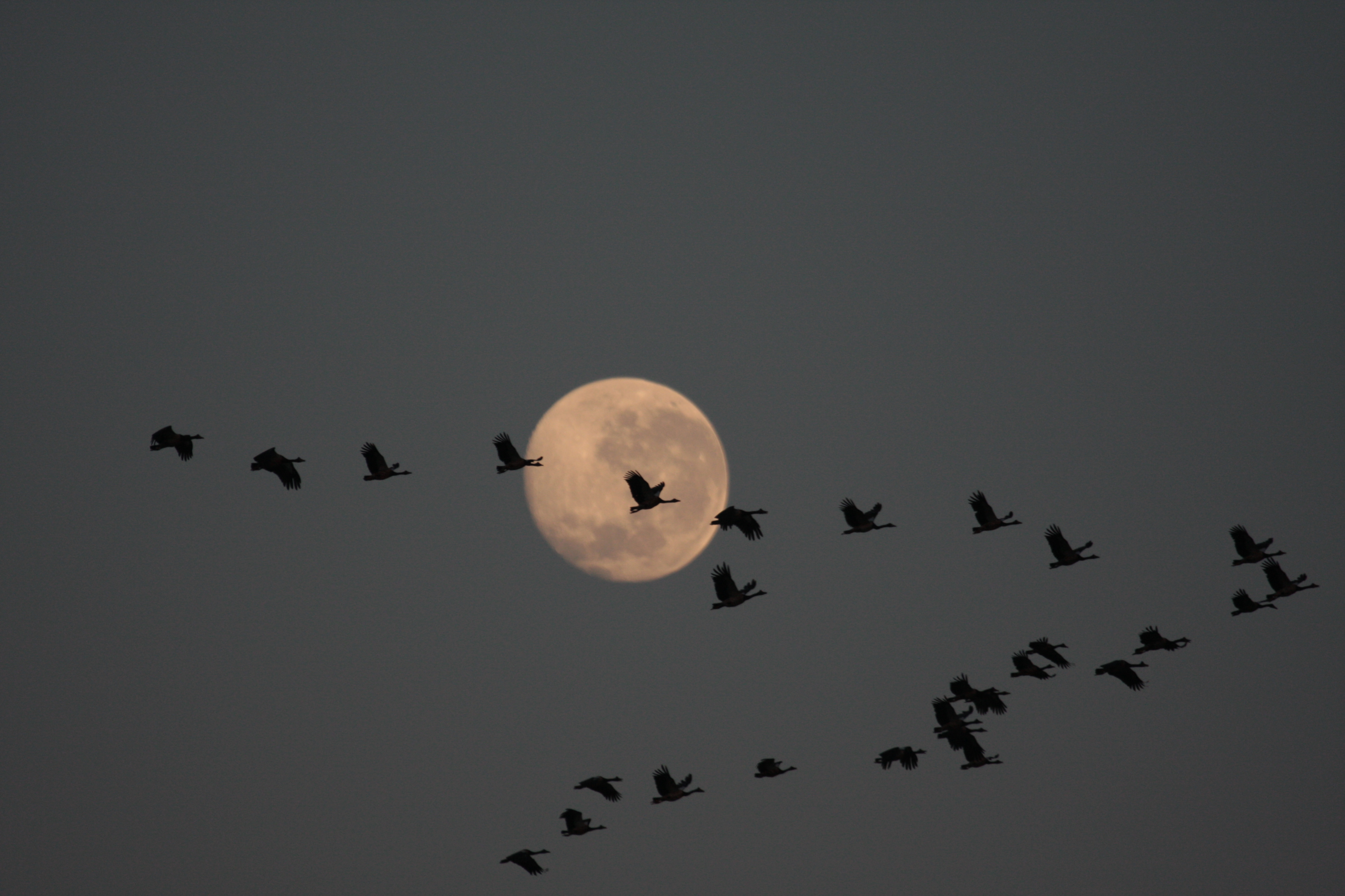 Moon Geese | Shutterbug